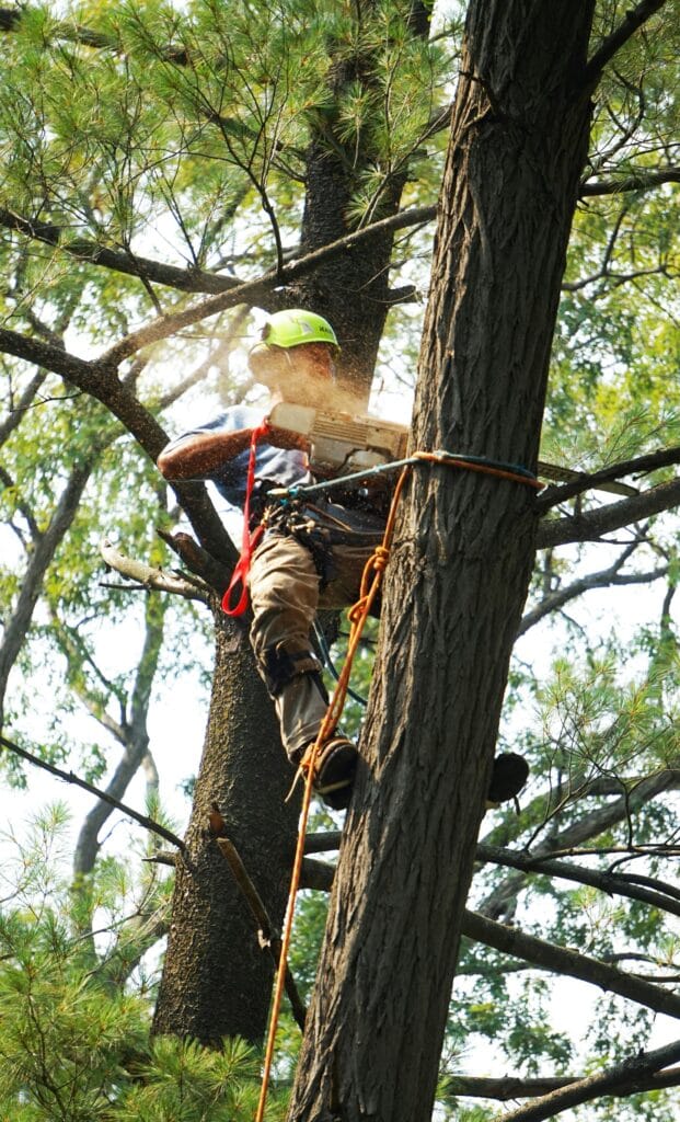 Tree Removal Cost